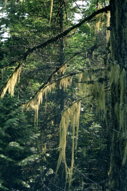 Glacier National Park - Mossy Tree