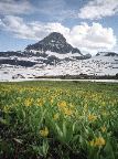 Glacier National Park - Logan Pass Wildflowers