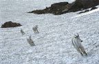 Glacier National Park - Logan Pass Mtn Goats