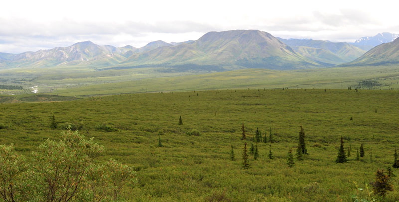 Photo of Alpine Tundra - Denali National Park