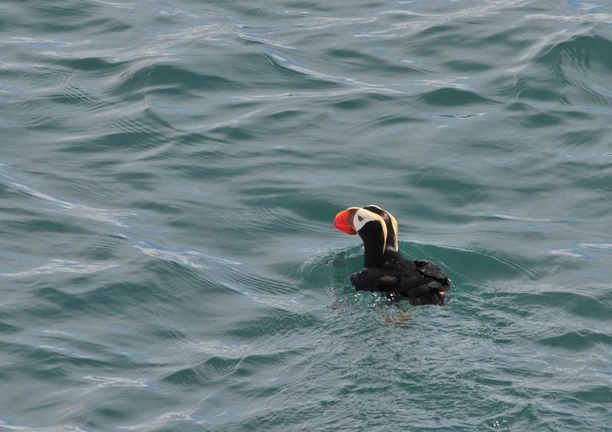 Photo of Puffin - Kenai Fjords National Park
