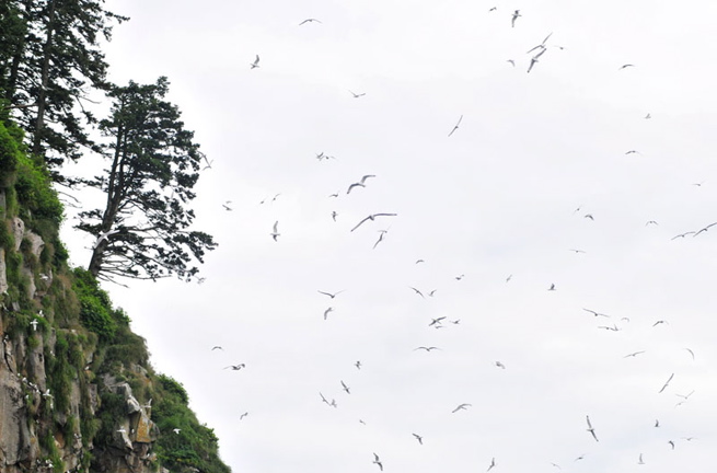 Photo of Chiswell Islands - Kenai Fjords National Park