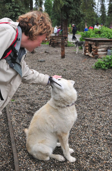 Photo of Sled Dog Kennel - Denali National Park
