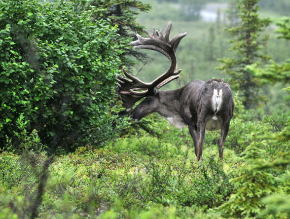 Photo of Caribou - Denali National Park