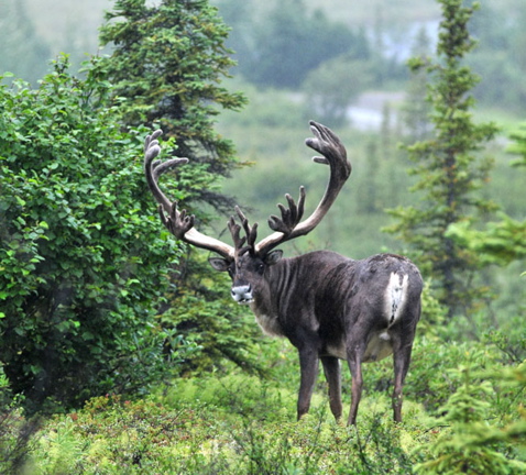 Photo of Caribou - Denali National Park