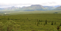 Alpine Tundra - Denali NP