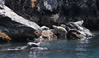 Sea Lions - Kenai Fjords NP