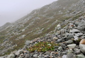 Root Glacier Trail - Wrangell St Elias NP