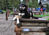 Sled Dog Kennel - Denali NP
