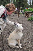 Sled Dog Kennel - Denali NP