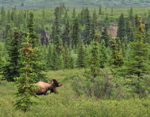 Moose - Denali NP