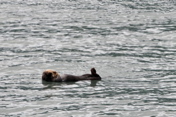 Sea Otter - Kenai Fjords NP