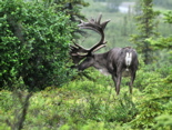 Caribou - Denali NP