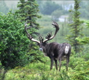 Caribou - Denali NP