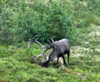 Caribou - Denali NP