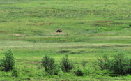 Bear - Denali NP