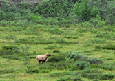 Bear - Denali NP