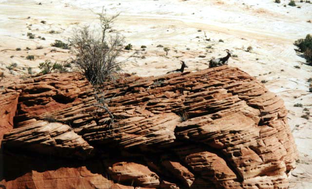 Zion National Park - Mountian Goats