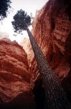 Bryce Canyon - Wall Street