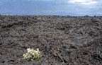 Craters of the Moon - Lava Cascades