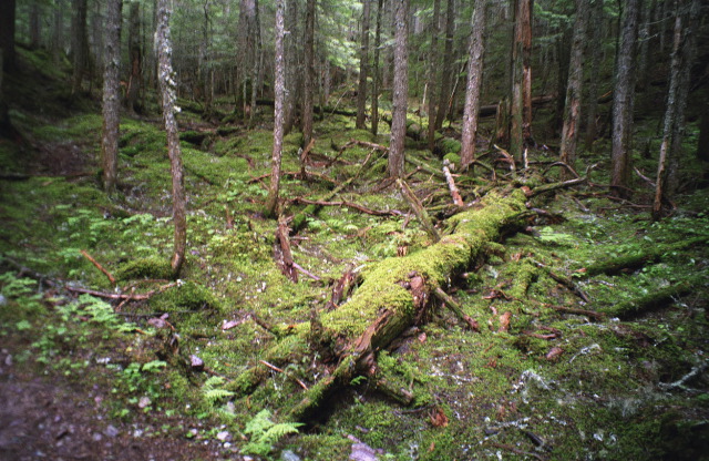 Glacier National Park - Mossy Forest