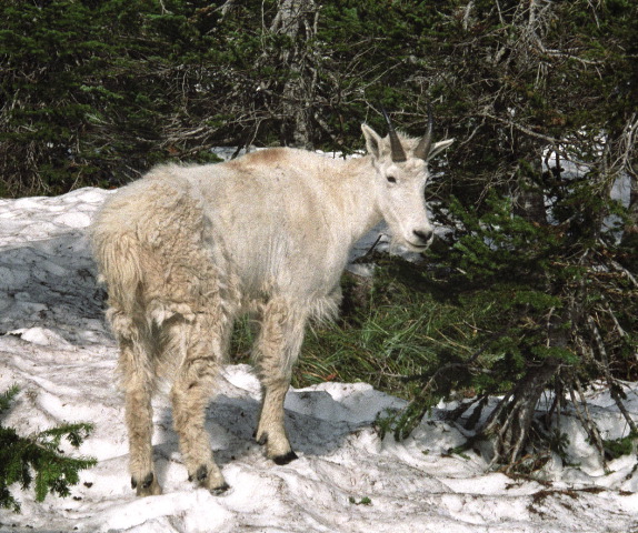 Glacier National Park - Going to the Sun Road Mtn Goat