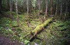 Glacier National Park - Mossy Forest