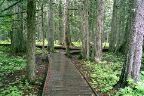 Glacier National Park - Trail Of The Cedars