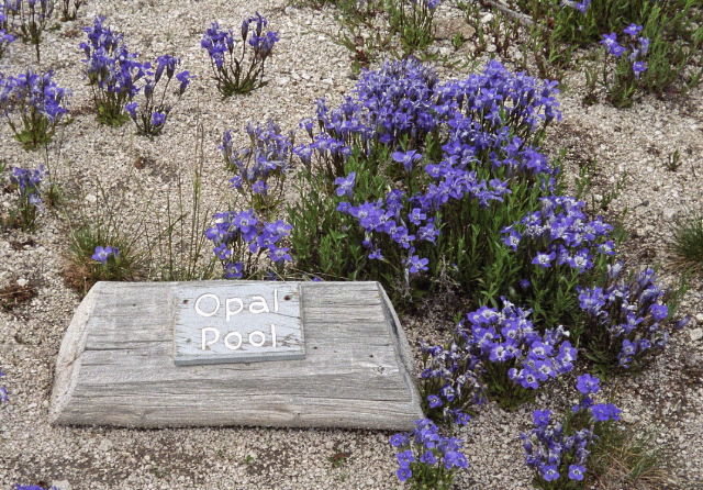 Yellowstone National Park - Wild Flowers