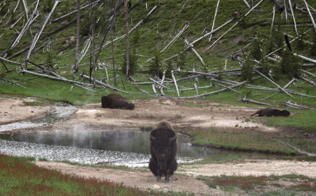 Yellowstone National Park - Buffalo
