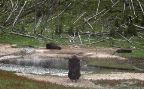Yellowstone National Park - Buffalo