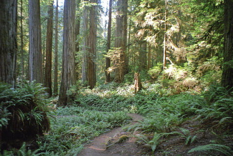 Boy Scout Trail