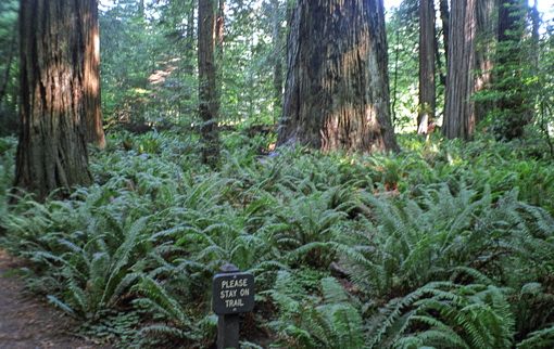 Ferns