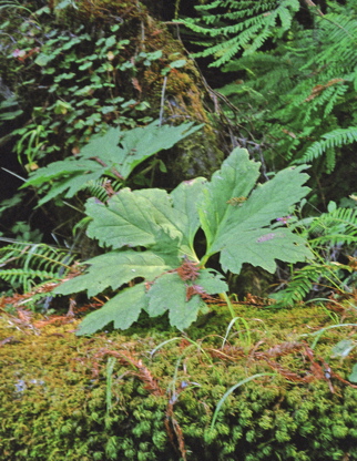 Leaf & Moss