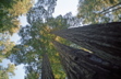 Lady Bird Johnson Grove