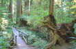 Boy Scout Trail