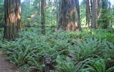 Ferns