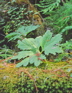 Leaf & Moss