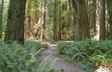 Stout Grove