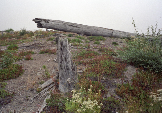 Tree Blown Over