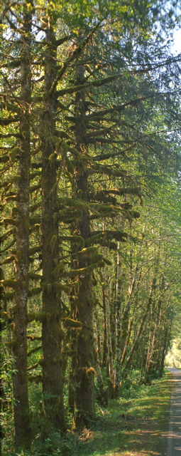Quinault Rain Forest