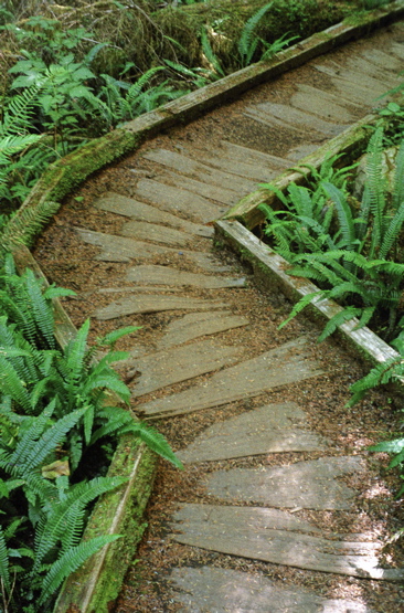 Big Cedar Tree Trail