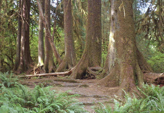 Nurse Log