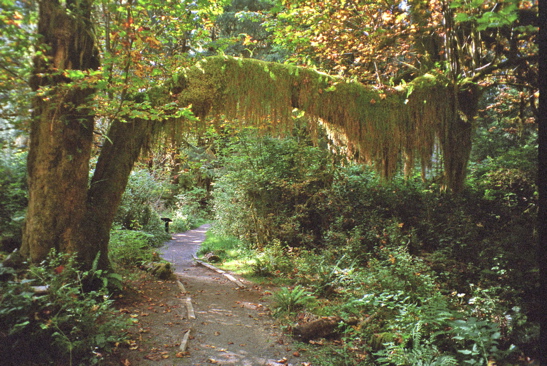 Hall of Mosses Trail