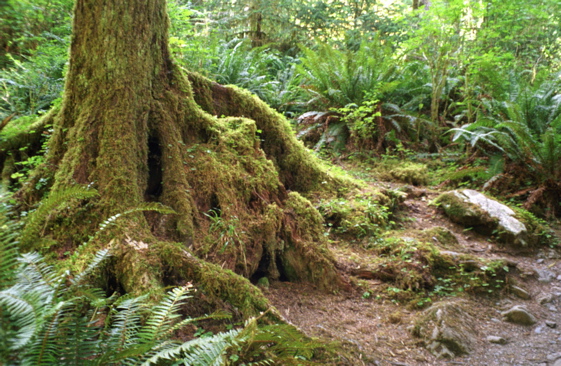 Moss on Tree