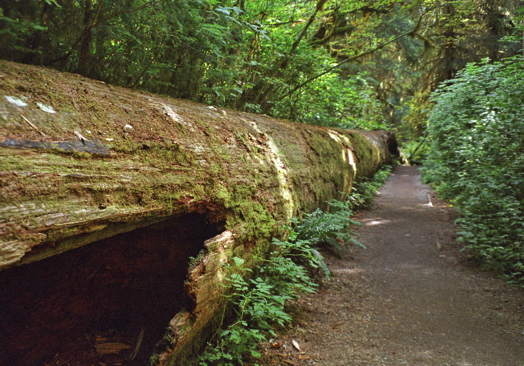 Fallen Tree