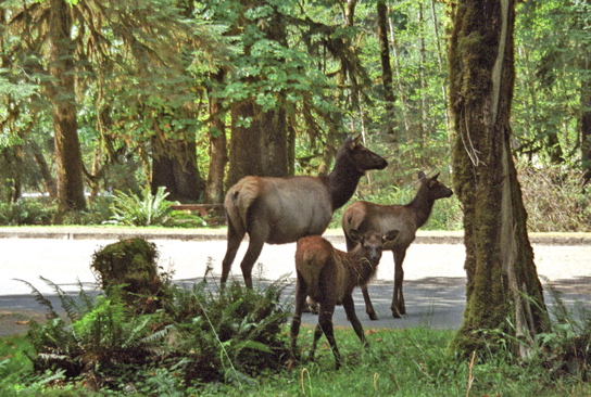 Elk Herd