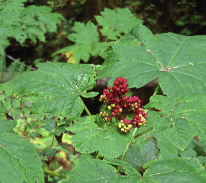 Berries