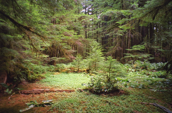 Rain Forest