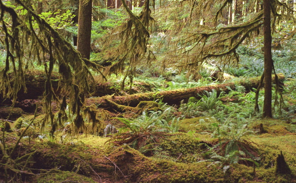 Ancient Groves Nature Trail